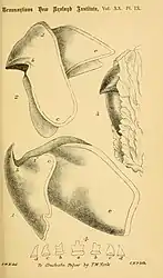 #62 (?/10/1887)T. W. Kirk's final plate of A.&nbsp;longimanus, showing the two-part beak (both in situ and following extraction) and a single row of radular teeth (Kirk, 1888:pl. 9)