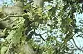 African hackberry (C.&nbsp;integrifolia)