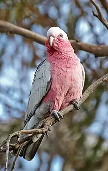 A grey parrot with a pink underside and throat, and a white forehead