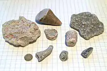 Fossils from beaches of the Baltic Sea island of Gotland, placed on paper with 7&nbsp;mm (0.28 inch) squares