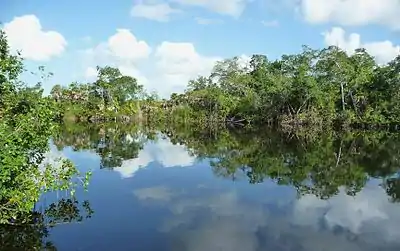 Image 1The New River near its estuary into the Caribbean Sea (Corozal District, Belize)