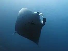 M. alfredi from Komodo, Indonesia