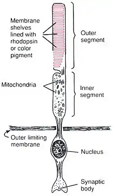Anatomy of a Rod CellHuman Physiology and Mechanisms of Disease by Arthur C. Guyton (1992) .mw-parser-output cite.citation{font-style:inherit;word-wrap:break-word}.mw-parser-output .citation q{quotes:"\"""\"""'""'"}.mw-parser-output .citation:target{background-color:rgba(0,127,255,0.133)}.mw-parser-output .id-lock-free a,.mw-parser-output .citation .cs1-lock-free a{background:url("//upload.wikimedia.org/wikipedia/commons/6/65/Lock-green.svg")right 0.1em center/9px no-repeat}.mw-parser-output .id-lock-limited a,.mw-parser-output .id-lock-registration a,.mw-parser-output .citation .cs1-lock-limited a,.mw-parser-output .citation .cs1-lock-registration a{background:url("//upload.wikimedia.org/wikipedia/commons/d/d6/Lock-gray-alt-2.svg")right 0.1em center/9px no-repeat}.mw-parser-output .id-lock-subscription a,.mw-parser-output .citation .cs1-lock-subscription a{background:url("//upload.wikimedia.org/wikipedia/commons/a/aa/Lock-red-alt-2.svg")right 0.1em center/9px no-repeat}.mw-parser-output .cs1-ws-icon a{background:url("//upload.wikimedia.org/wikipedia/commons/4/4c/Wikisource-logo.svg")right 0.1em center/12px no-repeat}.mw-parser-output .cs1-code{color:inherit;background:inherit;border:none;padding:inherit}.mw-parser-output .cs1-hidden-error{display:none;color:#d33}.mw-parser-output .cs1-visible-error{color:#d33}.mw-parser-output .cs1-maint{display:none;color:#3a3;margin-left:0.3em}.mw-parser-output .cs1-format{font-size:95%}.mw-parser-output .cs1-kern-left{padding-left:0.2em}.mw-parser-output .cs1-kern-right{padding-right:0.2em}.mw-parser-output .citation .mw-selflink{font-weight:inherit}ISBN 0-7216-3299-8 p. 373