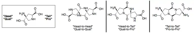 Shown are three common ways of connecting Spiroligomer molecules through pairs of amide bonds (diketopiperazines, DKPs)