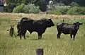 "Larwin" (centre): 50%&nbsp;Sayaguesa, 37,5%&nbsp;Heck, 12,5%&nbsp;Chianina; cow at right: Heck × Sayaguesa